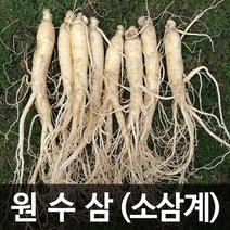 청명네이처 금산인삼 수삼(원수삼) 소삼계(750g) (46~60뿌리), 1개, 750g