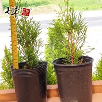 서양측백 2년 에메랄드그린 에메랄드골드 스카이로켓 화이트스팟 4치 포트 유럽정원 식물 키우기, 3. 문그로우 (30cm) 120L포트