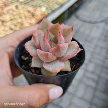 가홈플라워 미엘라금 다육이 희귀식물 반려다육이 고급다육이 비싼다육이