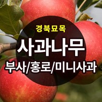 [댕강나무] [경북농원] 사과나무묘목 접목2년생(부사/홍로/미니사과) 판매, 홍로 이중접목1년생 중묘