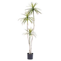썸띵 드라세나 드라코 마지나타 야자수 인테리어 조화 종류선택, 180cm 마지타나 조화
