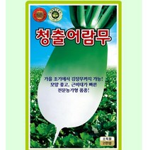 가을무 청출어람 (가을무우) 2000립