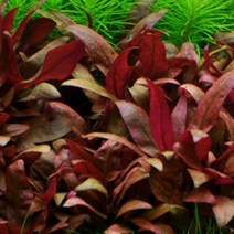 PRFISH 후경수초 알테난데라 로잔 네르빅 3촉, 1개