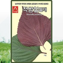 적쌈잎들깨 씨앗 깻잎 씨 종자 10g