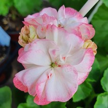 디컨피코티 유럽제라늄 No.64, 1개