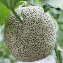 과일메론 멜론 머스크 메론 4kg 8kg 머스크메론, 머스크메론 4kg, 1개