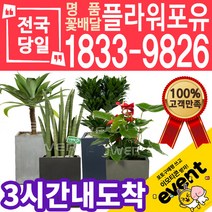 실내공기정화식물 식당 개업축하선물 미세먼지 공기청정 키우기쉬운식물 플랜테리어 아레카야자 안시리움 몬스테라 고무나무 선물용 고급승진화분, (선택03)금전수