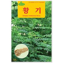 콩류/황기 씨앗 택1 (황기 홍화 백작두콩 얼룩이강낭콩 적작두콩 스파클완두), 100번 황기 300립