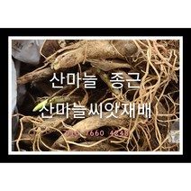 산마늘종근 100주 산마늘모종 산마늘씨앗재배