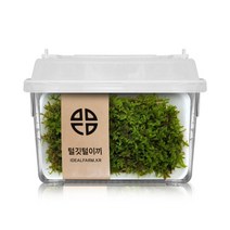 털깃털이끼 관찰세트 자연과학 공기정화 음지식물 - 2023968EA, 쿠팡 본상품선택