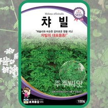 챠빌 씨앗 100립 처빌 차빌 chervil 허브씨 전호속, 단품