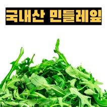 국내산 생 민들레잎 400g 1kg 쌉싸름한 나물 된장국 나물요리 나물무침 생나물 봄나물 민들레나물 생민들레 선별 수확, 생민들레잎 400g