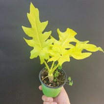 공기정화식물 화분 반려식물 황금빛 골드셀렘 셀럼 소품 152599