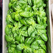 야채24닷컴 스위트 바질 500g, 1개