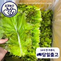 < 승 재 농 산 > 적상추 가성비 쌈채소 2kg내외 4kg내외, 2kg내외(1박스), 1개” class=”wr-img”></a></div></p></div></p></div></p></div><div class=
