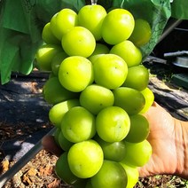 [당일수확 산지직송] 경북영천 씨없는 당도선별 샤인머스켓, 가정용(못난이), 2kg(4수)