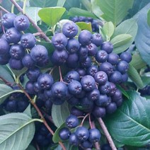 아로니아 생과 생아로니아 열매 1kg 2kg 5kg 10kg, 1개, 고창 냉동 아로니아[최상품](줄기제거X) 10kg