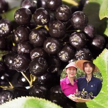 순이네농장 2023년 아로니아 생과 최상품 5kg 꼭지제거, 1개, 아로니아 생과 5kg꼭지제거