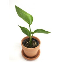 극락조 여인초 키우기 실내공기정화식물, 극락조+토분(분갈이)