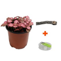 미미네아쿠아 DIY 마이플랜츠 초야우드 레드스타