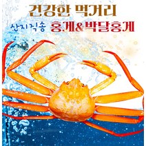[예님푸드] 제철수산물 구룡포 산지직송 박달홍게 대 3마리(생물), 단품