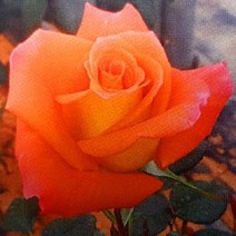 충주원예조경 명품피스땅장미 D6노스텔자(포트묘), 주