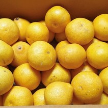 10월4일 출고 제주 황금향 과즙가득 가정용 선물용, 황금향 가정용 4.5kg 2박스(중소과)