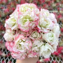 제라늄 화이트링제라늄 유럽제라늄 제라늄모종 로즈버드, 1개