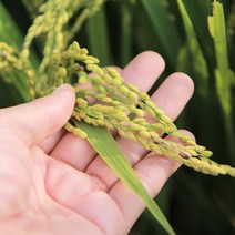 소화농장 햅쌀 2022년 백미 현미 찰현미 찹쌀 혼합칠곡미, 찹쌀5kg