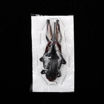 Cyrtrotrachelus longimanus 롱기마누스바구미 건조표본