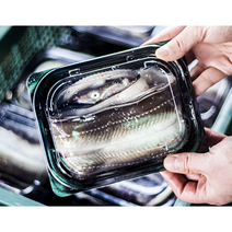 통영 총각 자연산 바다장어 붕장어 아나고 당일손질 당일배송 소금구이 양념구이, 중 3kg, 1개