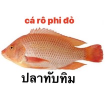 S.N. FOOD FROZEN RED TILAPIA(냉동 레드틸라피아) 베트남 생선 800G UP/1마리, 냉동제품은 미개봉상태에 24시안으로 반품가능, 800G UP