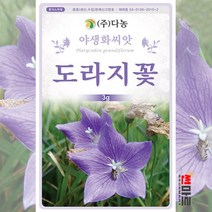 도라지꽃 씨앗 3g / 다년생 야생화 꽃 봄 여름 가을 꽃씨 몰 종자 다농