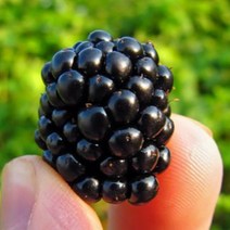 내고향푸드 국내산 슈퍼복분자 블랙베리, 특품5kg, 1개