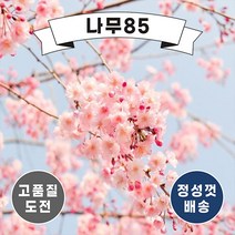 (나무85) 벚나무 6종, 4.수양홍겹벚 접목1년