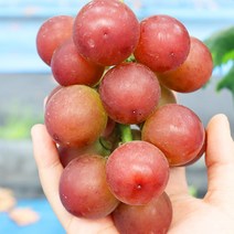 과일 포도 제철 루비로망 포도, 루비로망_프리미엄