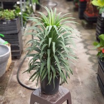 [공룡꽃식물원]야생드라코 용혈수 공기정화식물, 1개