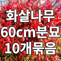 화살나무 60cm 분묘 10개 철쭉마켓 빨간 단풍 묘목 노지월동 약용수 생울타리 조경수 정원수 음지 재배농원 직송