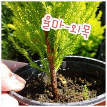 꽃나라엘리스 율마-외목-피톤치드 향긋한 향기