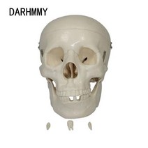 인체모형 DARHMMY-실제 크기 해골 날카로운 이빨 이 기어 연삭, 한개옵션0