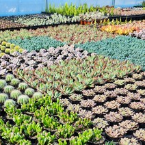 그리너리농장 다육이모음 다육식물 선인장 농장직송 국민다육이, A09.부용, 1개