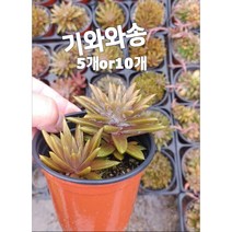 기와와송 5개 10개/오래된 집 기와 위에서 자라는 식용 와송, 10개