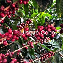 [위트러스트] 브라질 위스키 코푸 500g Brazil Uisque Copo/ 스페셜티 커피 원두, 핸드드립