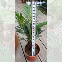 소철 먼지먹는 공기정화 식물 플렌테리어 화분 포트