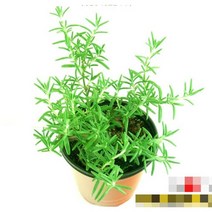 허브(Herb)/채소식물 크리핑로즈마리 갈색플라스틱모종 4개 (L0291)