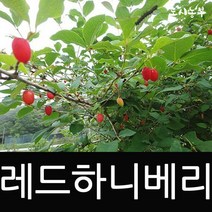 하니베리/레드하니베리/블루베리/유실수/포트 판매, 4치포트 (2주)