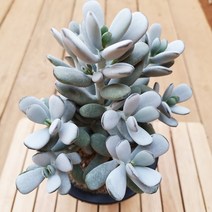 방울복랑 회색빛 동글한 다육이 중품 키우기 다육 식물1100, 단품