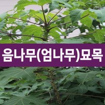 [나무의모든것] 가시있는 음나무묘목 1~2년생, 가시있는 음나무묘목 중묘, 1개