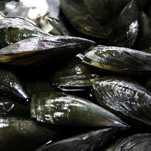 100% 당일수확 제철 뿔소라등 가리비굴, 1box, 키조개3미