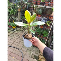 바링토니아 열대식물 물통 35~55cm 249